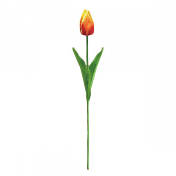 TULIPANO SINGOLO