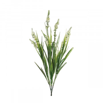 MAZZETTO LAVANDA