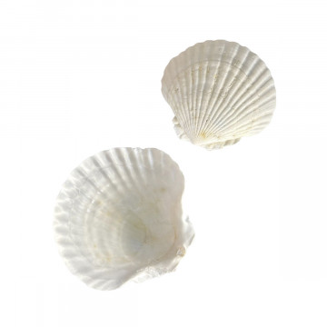 PIATTINO CONCHIGLIA 11CM