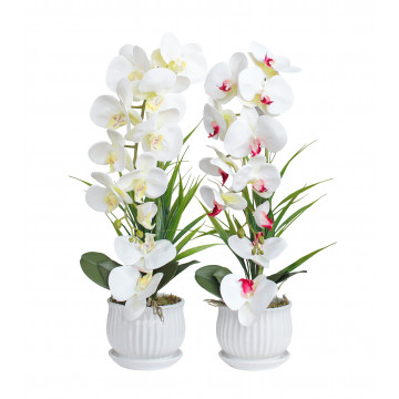 ORCHIDEA IN VASO